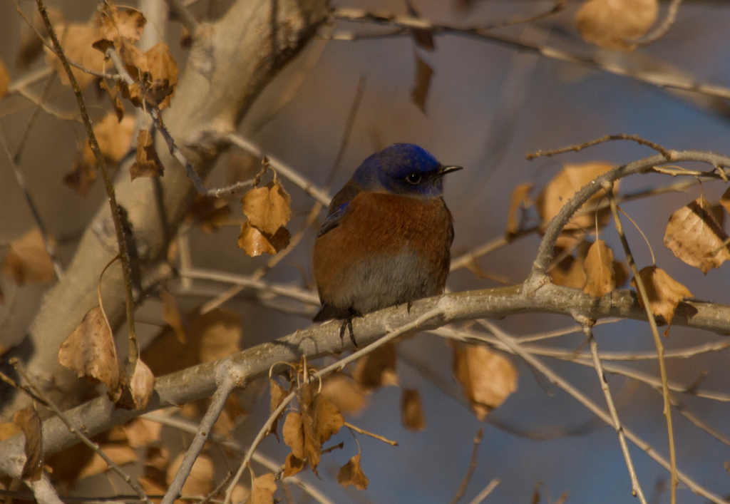bluebird, CO