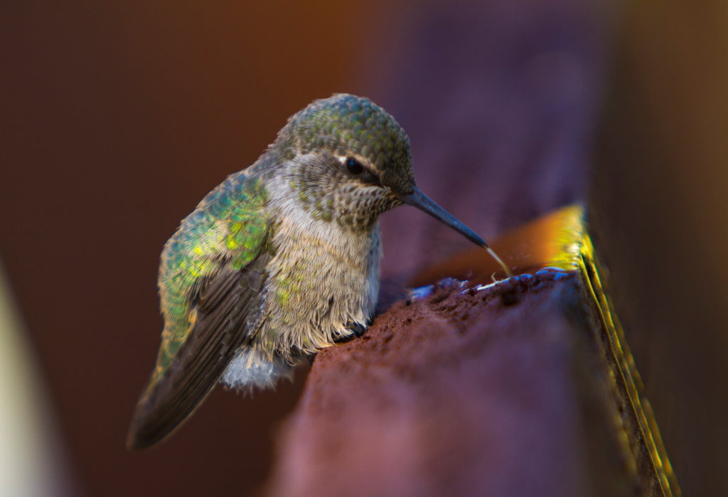 clyde the hummingbird, hopland, CA