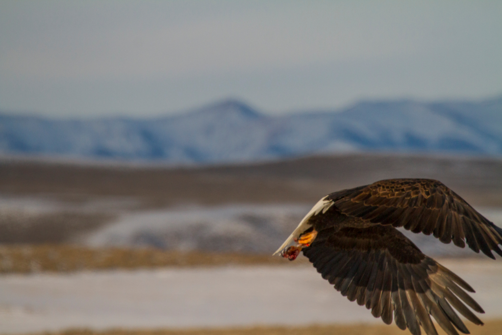 bald eagle, Wyoming