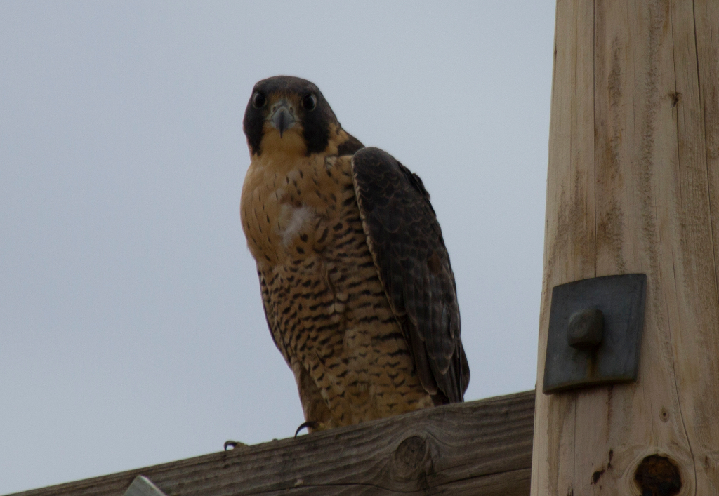 peregrine falcon, CO