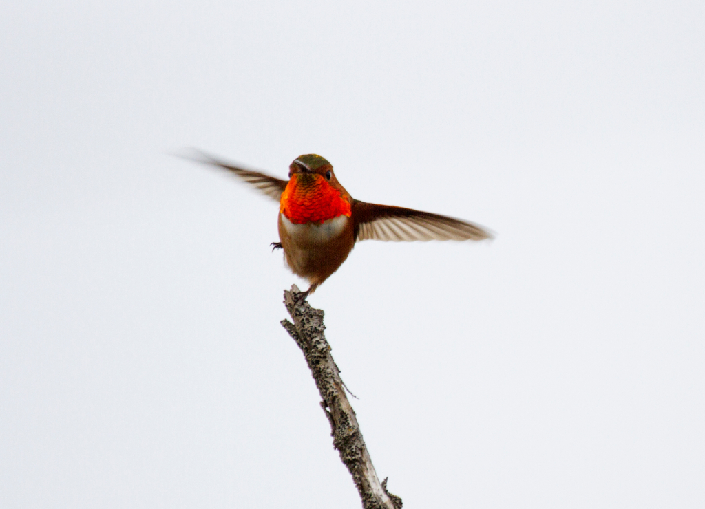 rufous hummingbird, CA