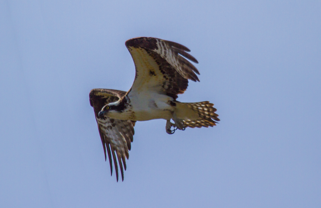 osprey, CA