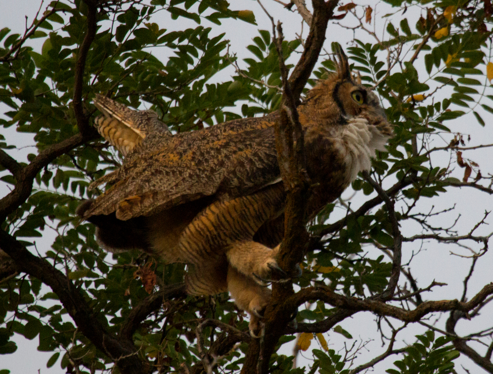 horned owl, Boise, ID