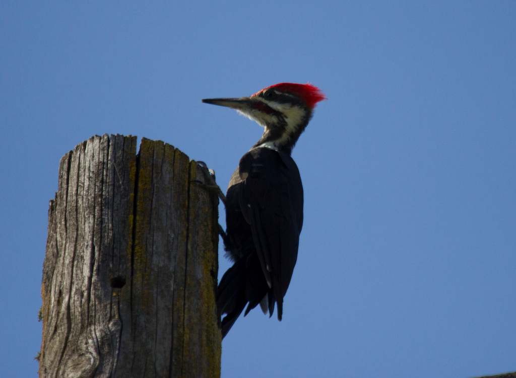 pileated woodpecker, ukiah, CA