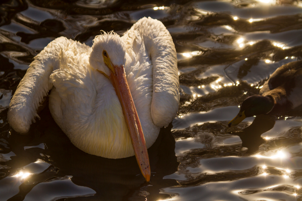 white pelicans, CA