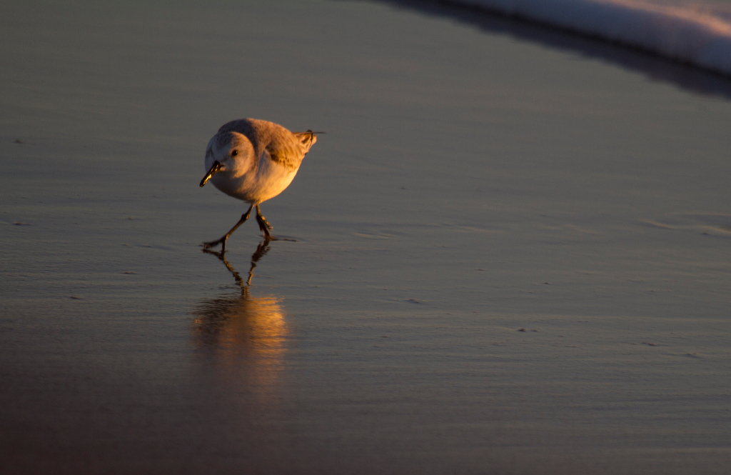 sanderling, oxnard, CA
