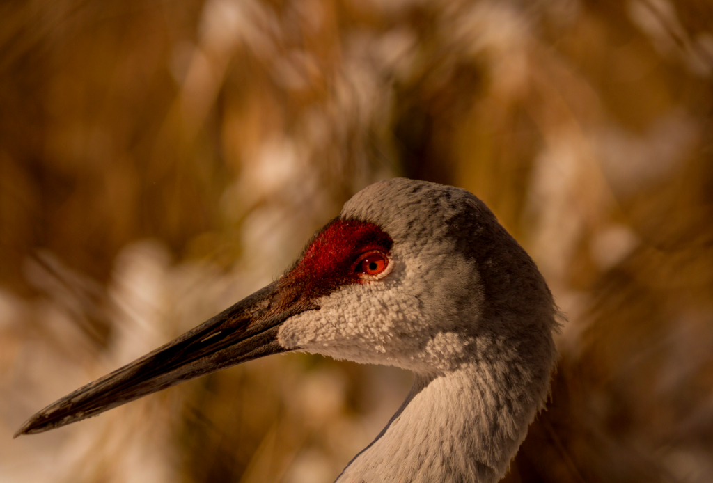 sandhill crane, monroe, MI