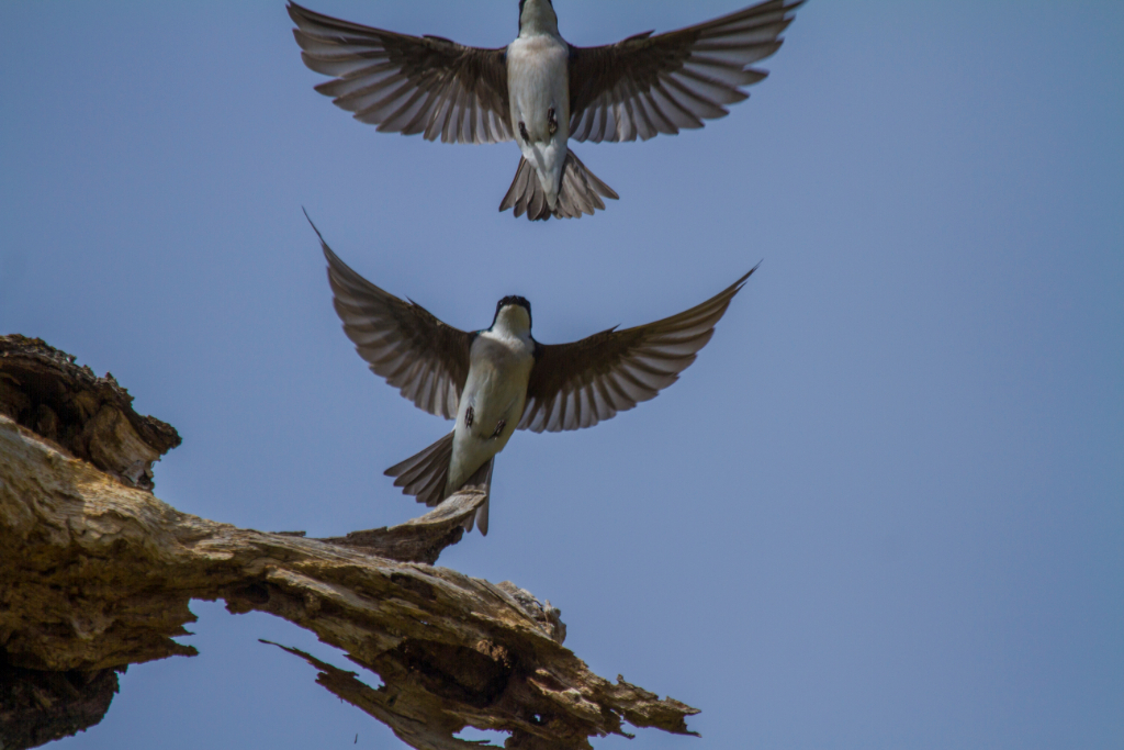 tree swallows, CA