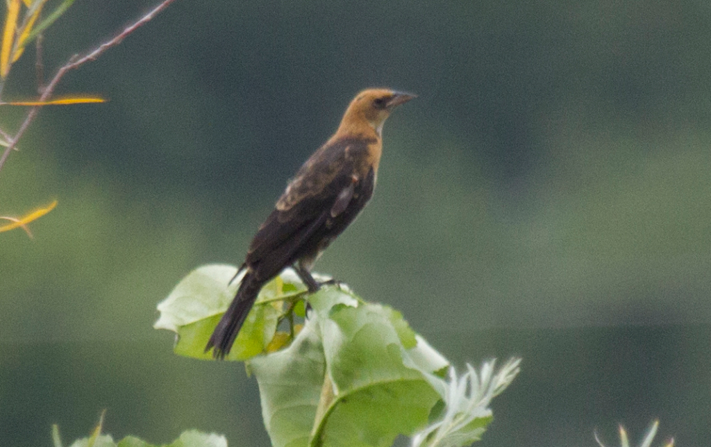 yellow headed blackbird, CA