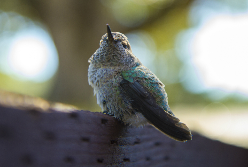 clyde the anna's hummingbird.  hopland, CA
