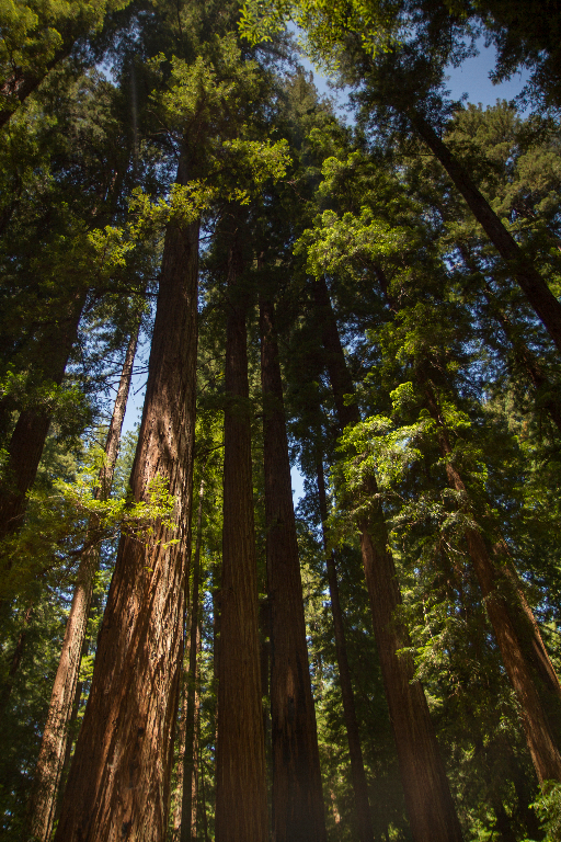 montgomery redwoods preserve, CA